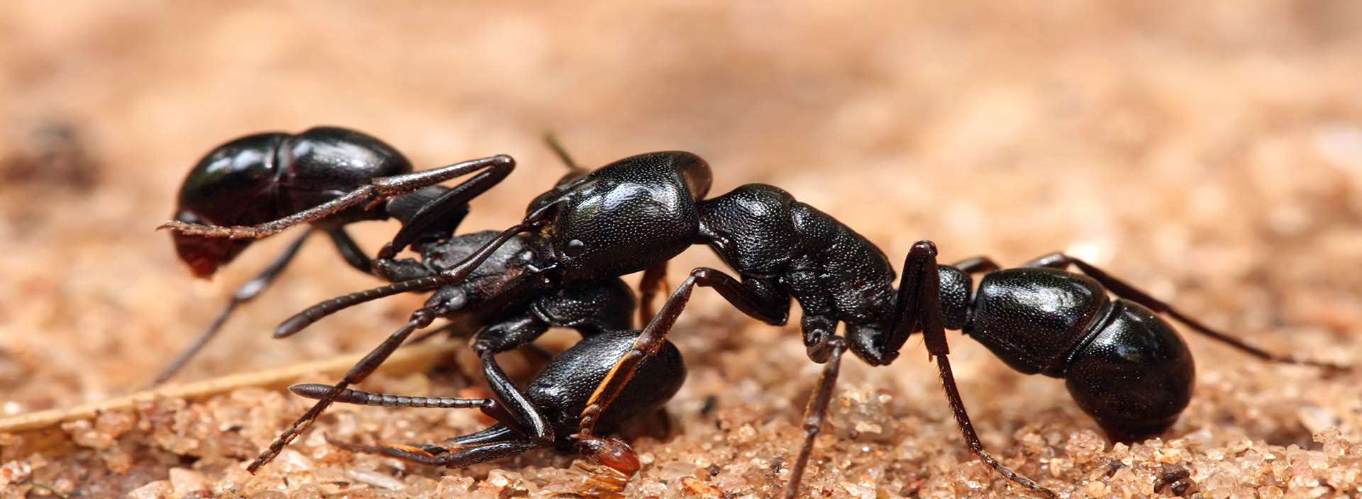 καταπολέμηση μυρμήγκια